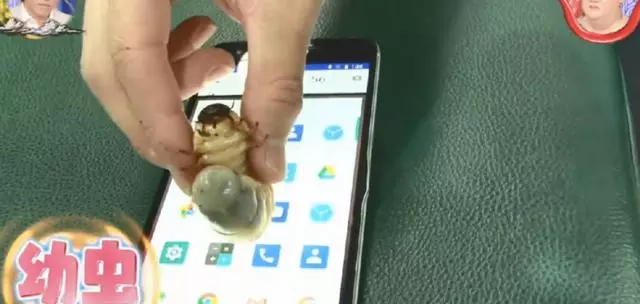 貓狗等動物能玩手機?專家說要有肉墊,然而結果連蛇都可以