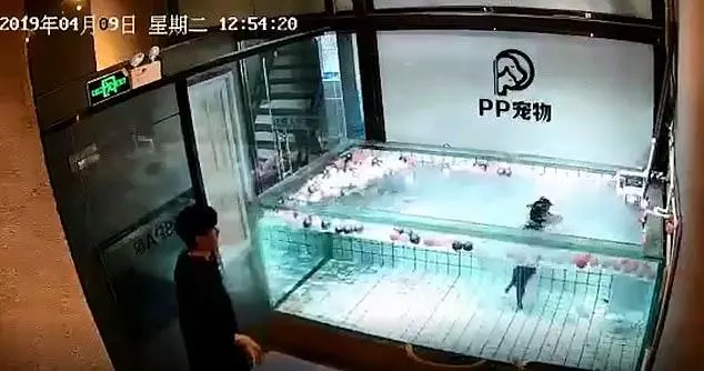 法斗溺水,主人在一旁看狗撲騰,拍視頻「你看它不會游誒」