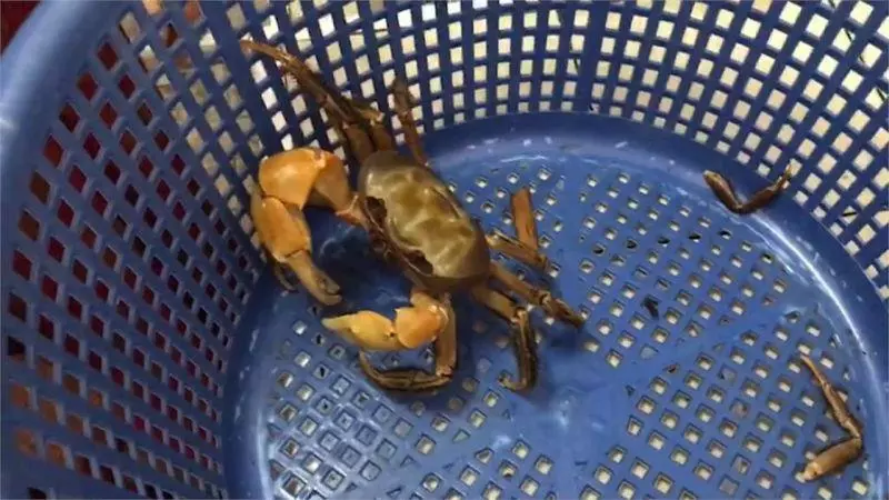 除了飛魚祭還有螃蟹祭!蘭嶼女子慰勞丈夫捕魚辛勞