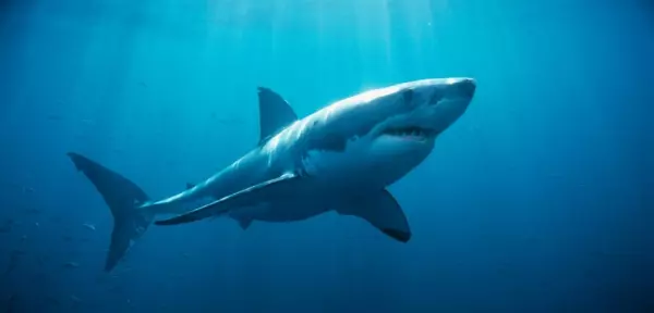 明明就吃到飽…但為何「水族館的鯊魚不吃其他魚」?網揭超可怕真相
