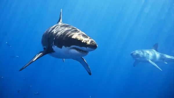明明就吃到飽…但為何「水族館的鯊魚不吃其他魚」?網揭超可怕真相