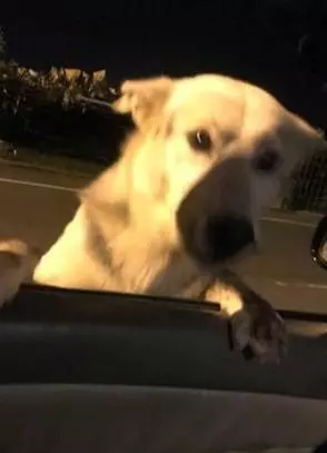 流浪狗會「打劫」路人,3次都遇到同一人,牠每次笑容超燦爛,汪:姐姐怎麼又是你?