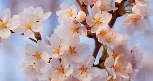 我的老伴走了!一位孤獨老人的寄語,看完泣不成聲!分享給大家~