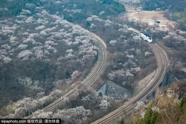 還去日本看櫻花?北京這趟8元小火車帶你穿越絕美櫻花海!