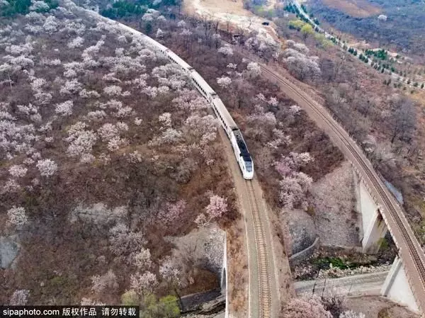還去日本看櫻花?北京這趟8元小火車帶你穿越絕美櫻花海!