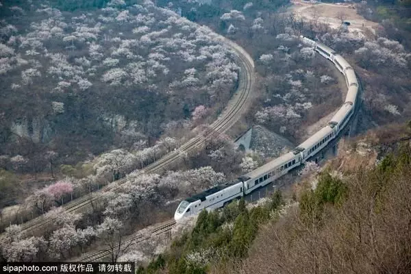 還去日本看櫻花?北京這趟8元小火車帶你穿越絕美櫻花海!