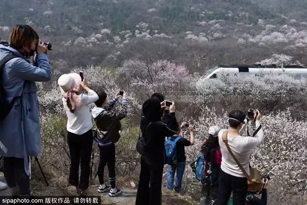 還去日本看櫻花?北京這趟8元小火車帶你穿越絕美櫻花海!