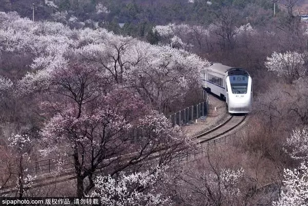 還去日本看櫻花?北京這趟8元小火車帶你穿越絕美櫻花海!