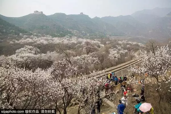 還去日本看櫻花?北京這趟8元小火車帶你穿越絕美櫻花海!