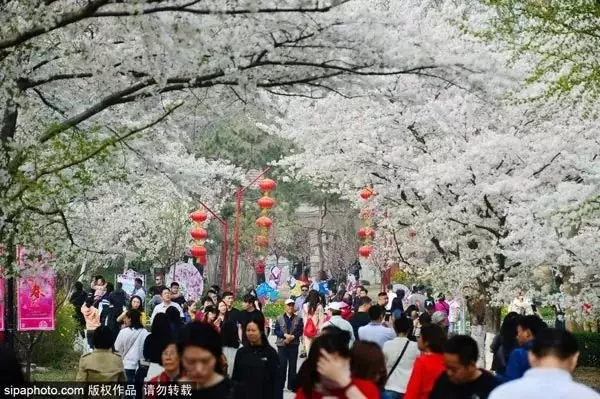 還去日本看櫻花?北京這趟8元小火車帶你穿越絕美櫻花海!