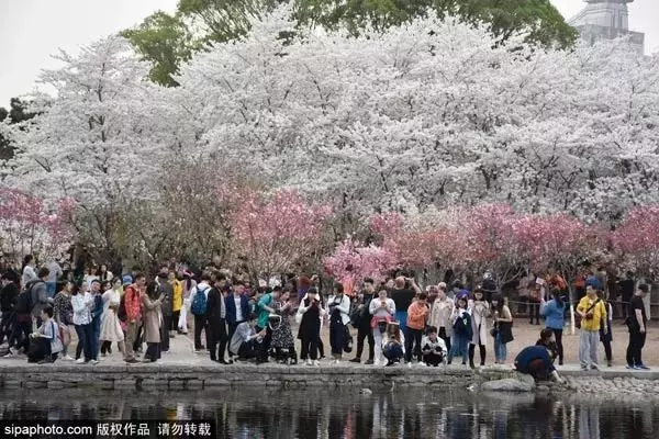 還去日本看櫻花?北京這趟8元小火車帶你穿越絕美櫻花海!