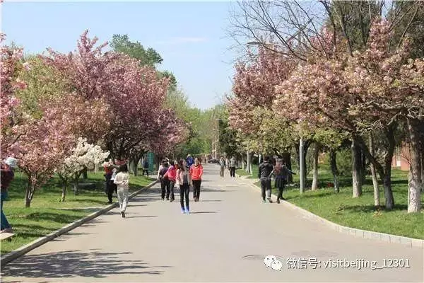 還去日本看櫻花?北京這趟8元小火車帶你穿越絕美櫻花海!