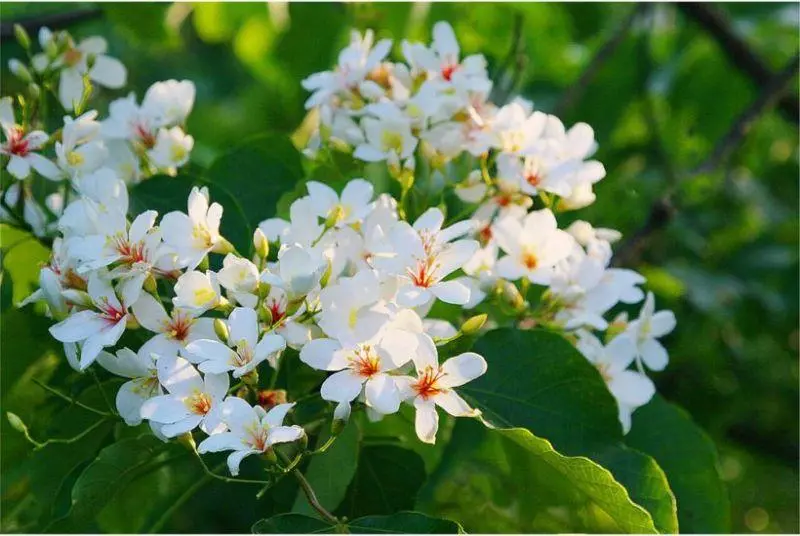 4月桐花雪紛飛!全台10大浪漫賞桐秘境大公開