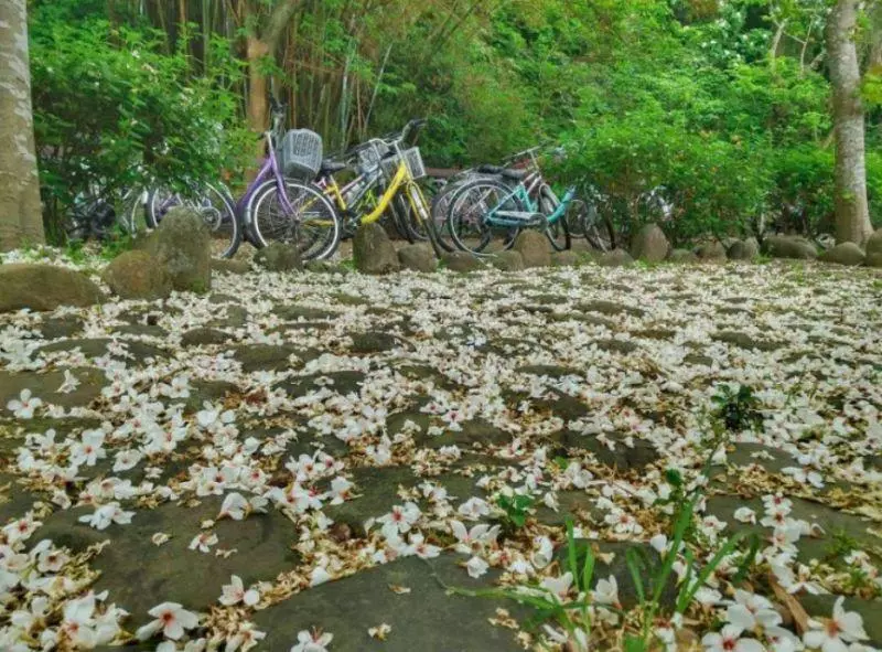 4月桐花雪紛飛!全台10大浪漫賞桐秘境大公開