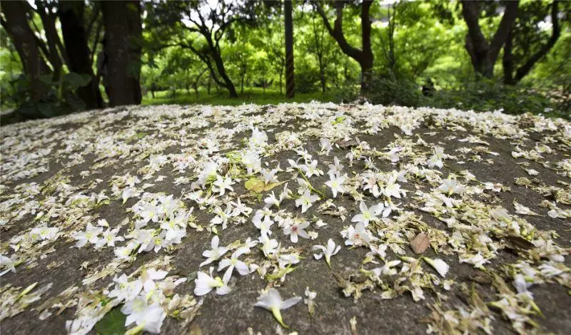 4月桐花雪紛飛!全台10大浪漫賞桐秘境大公開