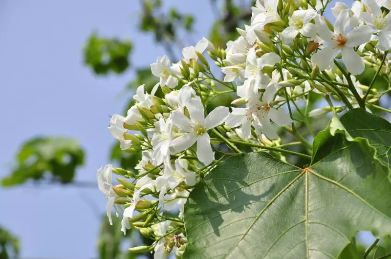 4月桐花雪紛飛!全台10大浪漫賞桐秘境大公開