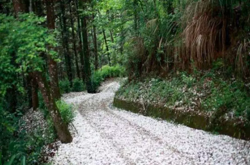 4月桐花雪紛飛!全台10大浪漫賞桐秘境大公開