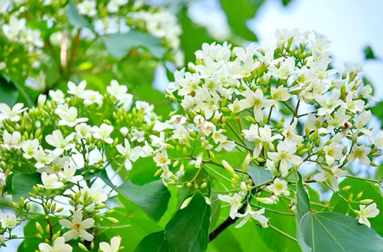 4月桐花雪紛飛!全台10大浪漫賞桐秘境大公開
