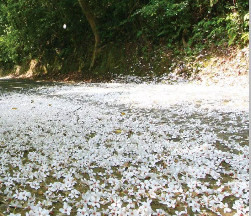 4月桐花雪紛飛!全台10大浪漫賞桐秘境大公開