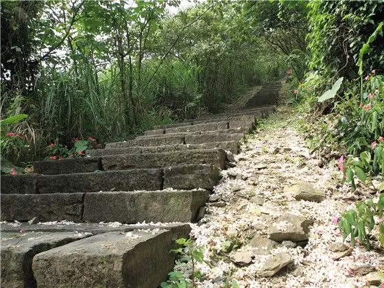 4月桐花雪紛飛!全台10大浪漫賞桐秘境大公開