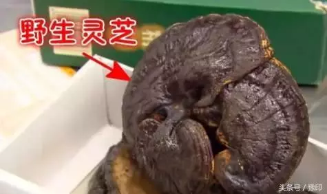 大媽去澳洲探望兒子,過海關時被攔,行李箱一打開,竟成了所有人的噩夢!