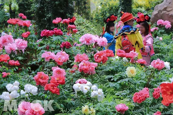 牡丹花季開滿苑 免費格格裝穿越御花園