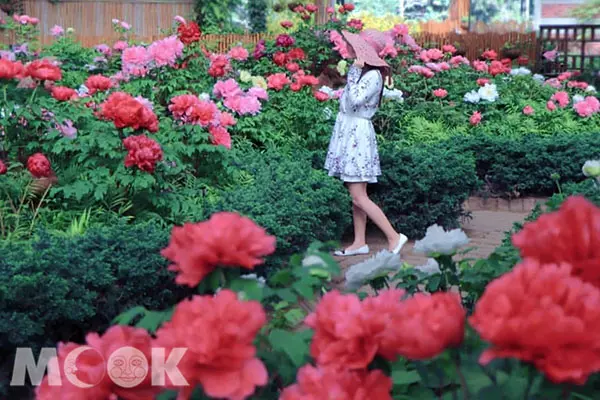 牡丹花季開滿苑 免費格格裝穿越御花園