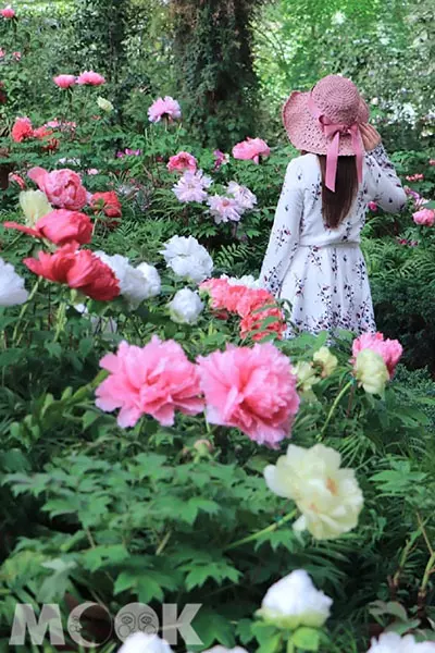 牡丹花季開滿苑 免費格格裝穿越御花園