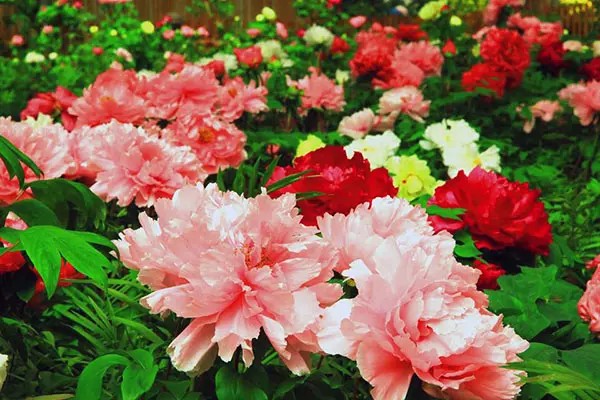 牡丹花季開滿苑 免費格格裝穿越御花園