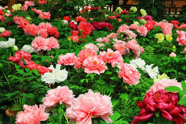 牡丹花季開滿苑 免費格格裝穿越御花園