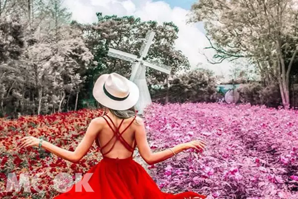 以為在南法莊園!夢幻玫瑰花海超迷人