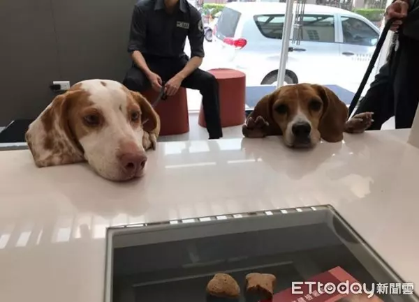 護國神犬私生活大曝光!10隻檢疫犬「排隊健檢」 緊張躺床照X光
