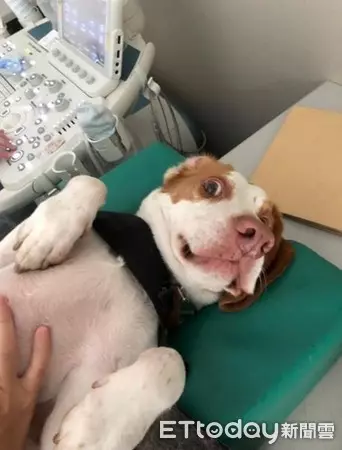 護國神犬私生活大曝光!10隻檢疫犬「排隊健檢」 緊張躺床照X光