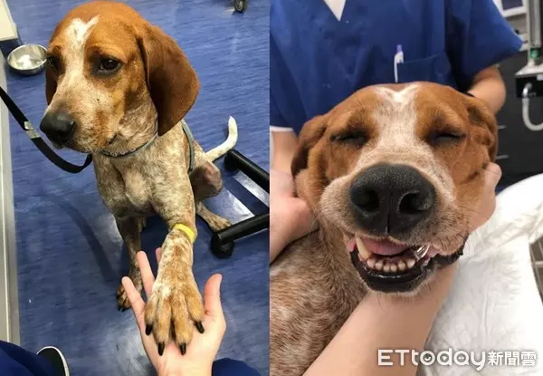 護國神犬私生活大曝光!10隻檢疫犬「排隊健檢」 緊張躺床照X光