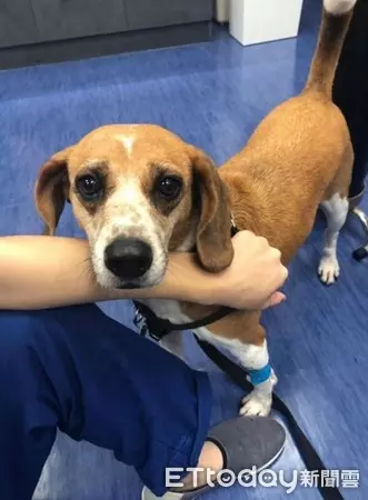 護國神犬私生活大曝光!10隻檢疫犬「排隊健檢」 緊張躺床照X光