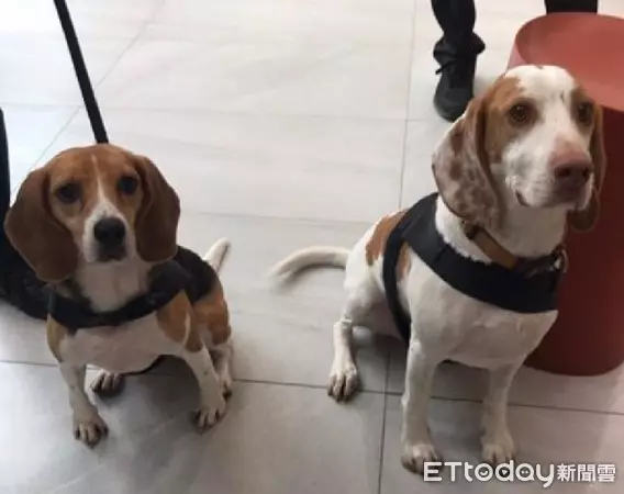 護國神犬私生活大曝光!10隻檢疫犬「排隊健檢」 緊張躺床照X光