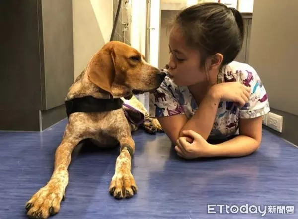 護國神犬私生活大曝光!10隻檢疫犬「排隊健檢」 緊張躺床照X光