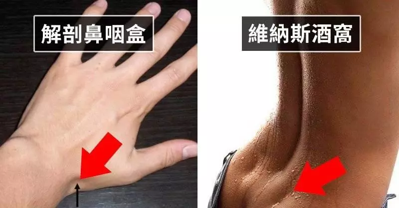 12個你可能一輩子都不會知道但超重要的神奇人體部位功能~~~~#1. 爪牽縮肌:大多數人都有這條肌肉....