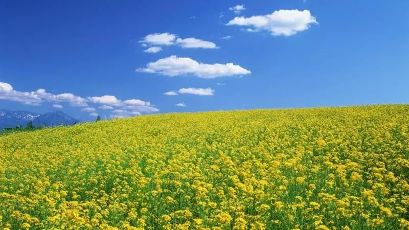 4月14號起喜事不斷,財旺福旺,福祿兼得,富甲一方的5大生肖!