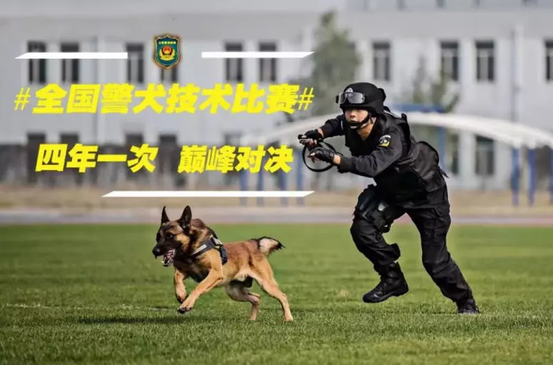 被劃到了…萌警犬比賽「臨時貼OK繃」 眼神超堅定:我4男子漢不會哭