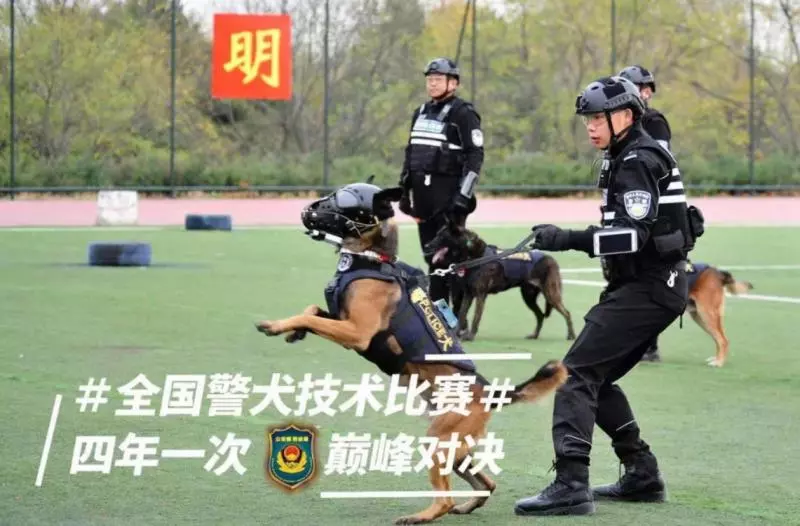 被劃到了…萌警犬比賽「臨時貼OK繃」 眼神超堅定:我4男子漢不會哭