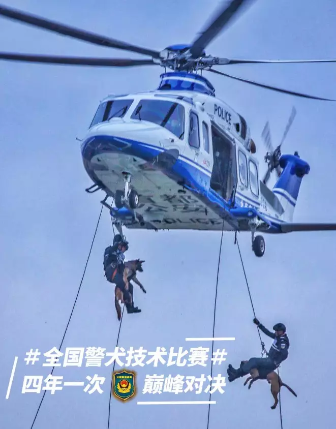 被劃到了…萌警犬比賽「臨時貼OK繃」 眼神超堅定:我4男子漢不會哭