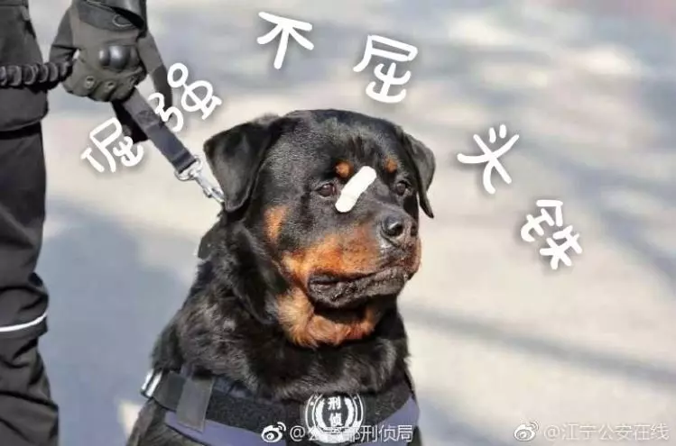 被劃到了…萌警犬比賽「臨時貼OK繃」 眼神超堅定:我4男子漢不會哭