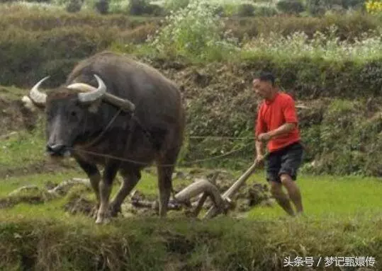 母親砍柴一月不見回,一日兒子山前發現身影,走到跟前他癱在地上