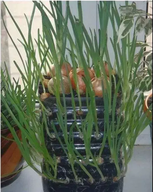 誰還買菜啊,空油桶剪2刀,秒變種菜神器,蔬菜多到吃不完