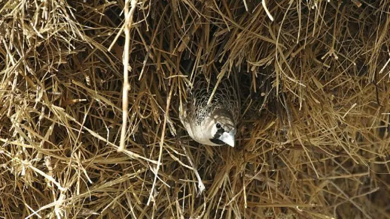 大樹藏1噸重巨無霸鳥巢 竟是14cm牠蓋的!