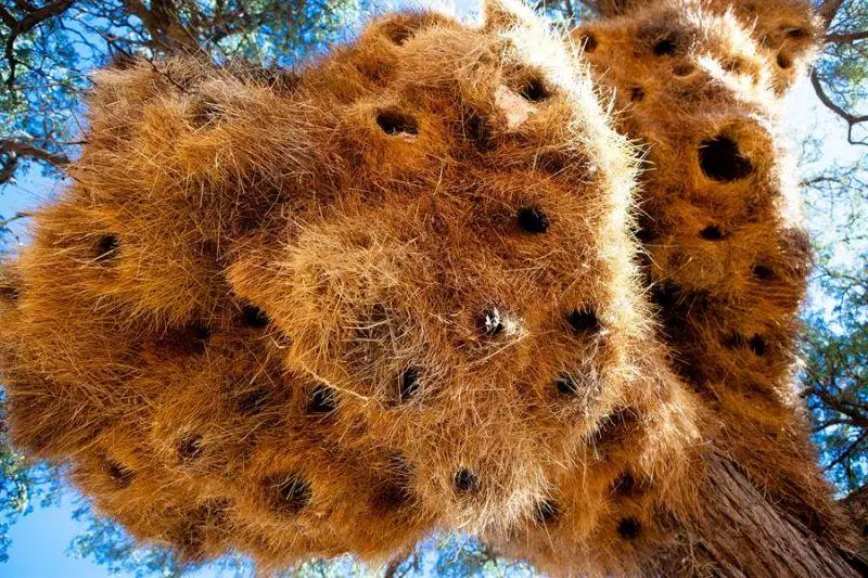 大樹藏1噸重巨無霸鳥巢 竟是14cm牠蓋的!