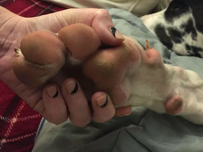 倫家還是寶寶啊? 25張大丹犬「沒發現自己很大隻」的爆笑時刻