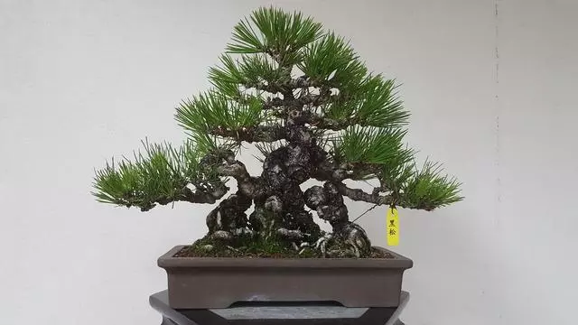 選芽!黑松盆景短針法中,看似枯燥卻極為有效的松樹盆景短針法!