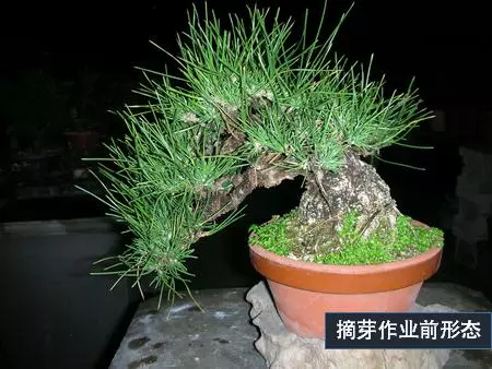 選芽!黑松盆景短針法中,看似枯燥卻極為有效的松樹盆景短針法!